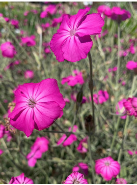 Silene coronaria MESE form