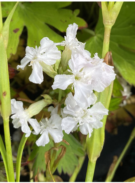 Viscaria vulgaris  'Alba'