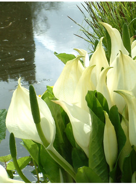 Lysichiton x hortensis