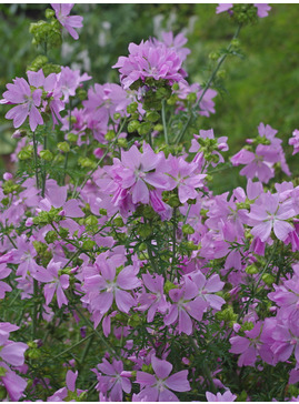 Malva moschata