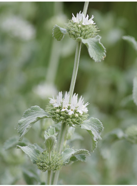 Marrubium libanoticum