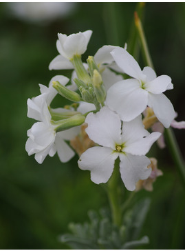 Matthiola incana 'Alba'