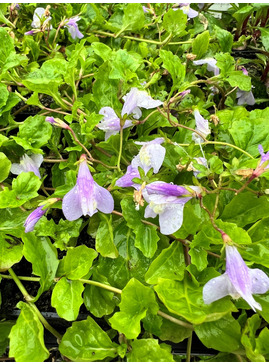 Mazus reptans