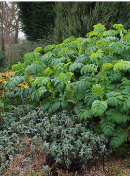 Melianthus major