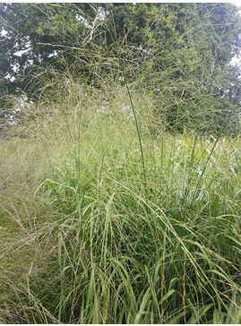 Molinia caerulea subsp. arundinacea 'Windsaule'