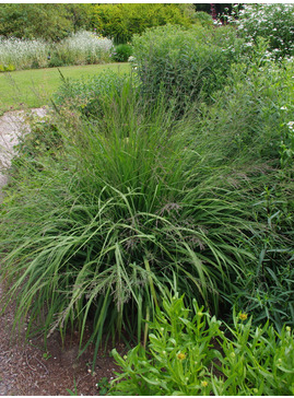 Molinia caerulea subsp. arundinacea 'Fontäne'