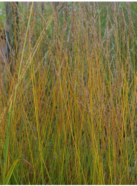 Molinia caerulea subsp. caerulea 'Heidezwerg'