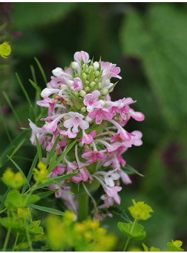 Morina longifolia