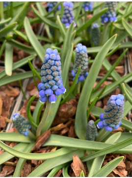 Muscari aucheri 'Blue Magic' (5xDB)