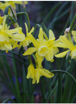 Narcissus 'Hawera'