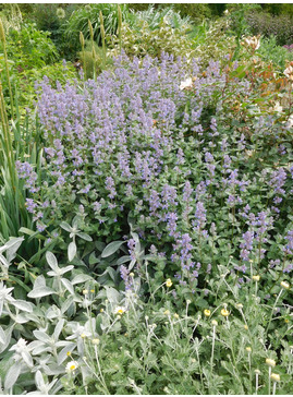 Nepeta grandiflora 'Summer Magic'