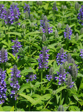 Nepeta nervosa