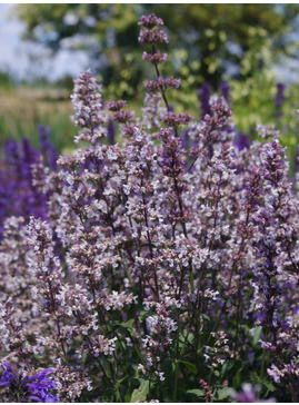 Nepeta nuda