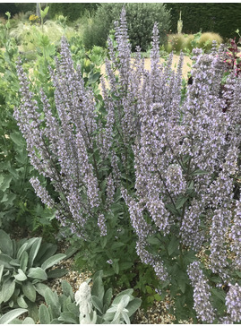 Nepeta nuda good form