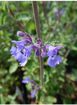 Nepeta racemosa 'Grog' 