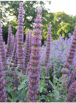 Nepeta tuberosa ex Madrid Botanical Garden