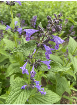 Nepeta 'Weinheim Big Blue' Subsessils-hybrid