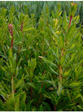 Oenothera lindheimeri 'Jo Adela'