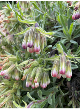 Onosma alborosea