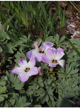 Oxalis adenophylla