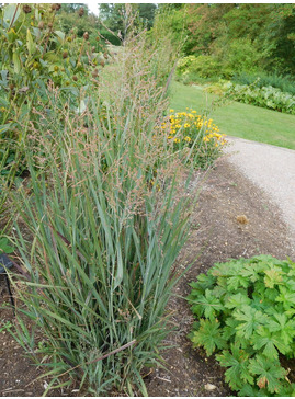 Panicum virgatum 'Cardinal'