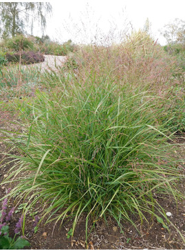 Panicum virgatum 'Kupferhirse'