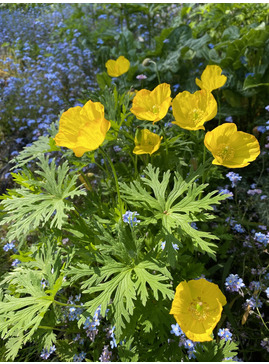 Papaver cambricum