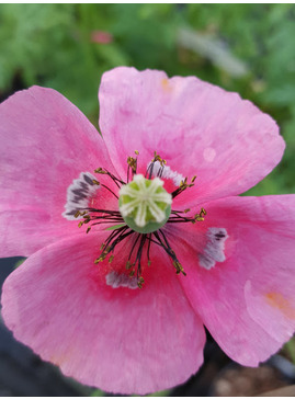 Papaver dubium subsp. lecoqii 'Albiflorum'