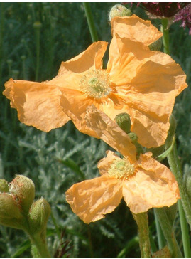 Papaver pilosum subsp. spicatum