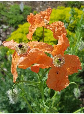 Papaver trinifolium