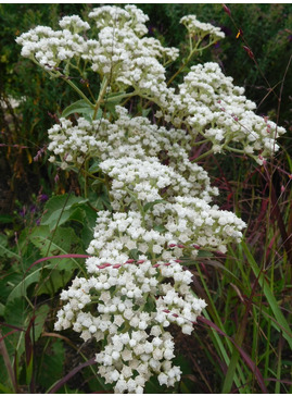 Parthenium integrifolium