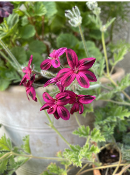 Pelargonium x schottii 