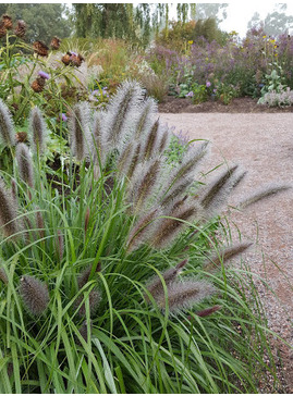 Pennisetum 'Black Beauty'