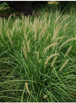 Pennisetum 'Fairy Tails'