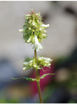 Penstemon confertus