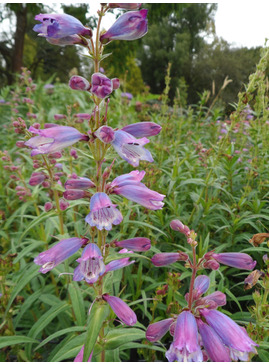 Penstemon 'Sour Grapes'