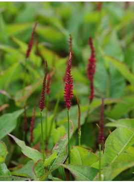 Bistorta amplexicaulis 'Blackfield'