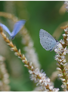 Bistorta amplexicaulis 'White Eastfield' 