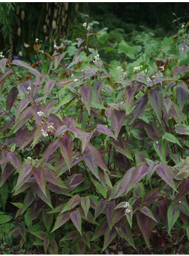 Persicaria microcephala 'Red Dragon'