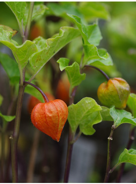 Physalis alkekengi var. franchetii