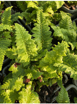 Polystichum setiferum 'Congestum'