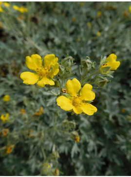 Potentilla calabra