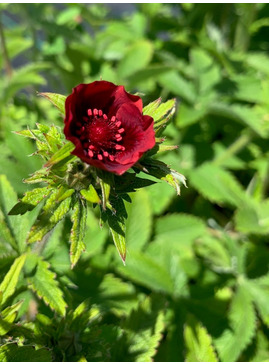 Potentilla thurberi 'Monarch's Velvet' 