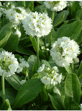 Primula denticulata var. alba