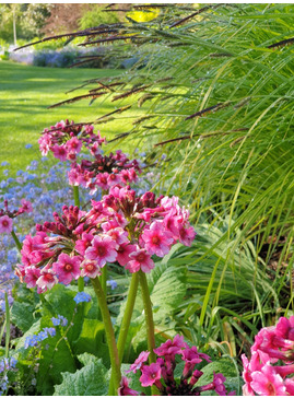 Primula japonica