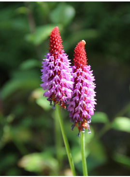 Primula vialii