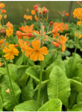 Primula x bulleesiana