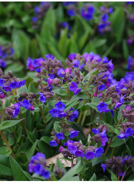 Pulmonaria 'Blue Ensign'