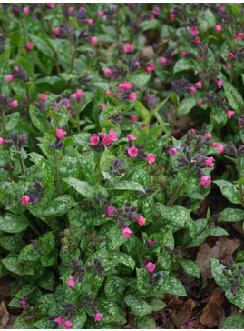 Pulmonaria 'Patric's Early Dawn'