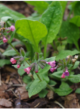 Pulmonaria saccharata 'Dora Bielefield'